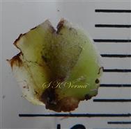  Basal Bract